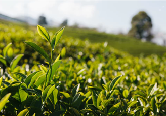 2022中国农业企业500强排行榜